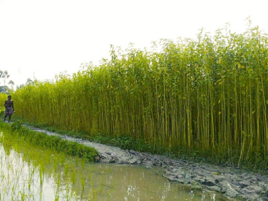 Jute Cultivation in South Dinajpur of WB: A Farmer's Interview 3