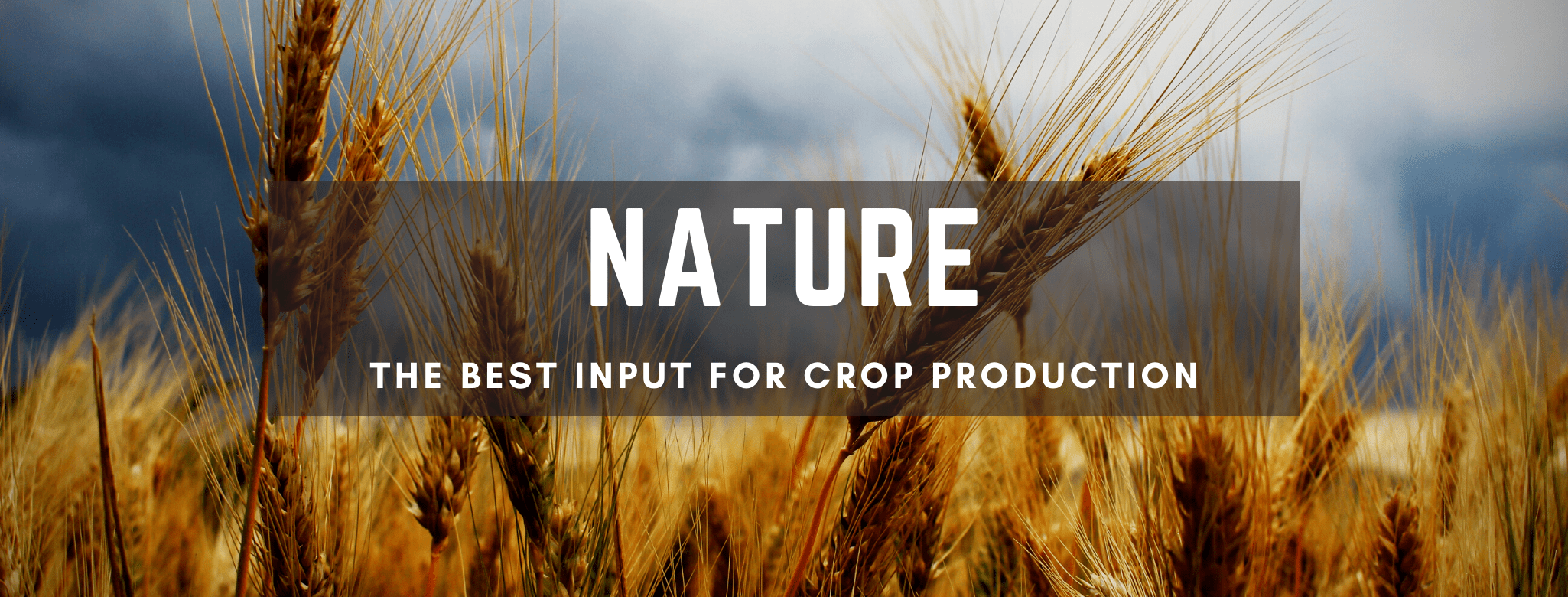 Nature - The Best Input For Crop Production 1