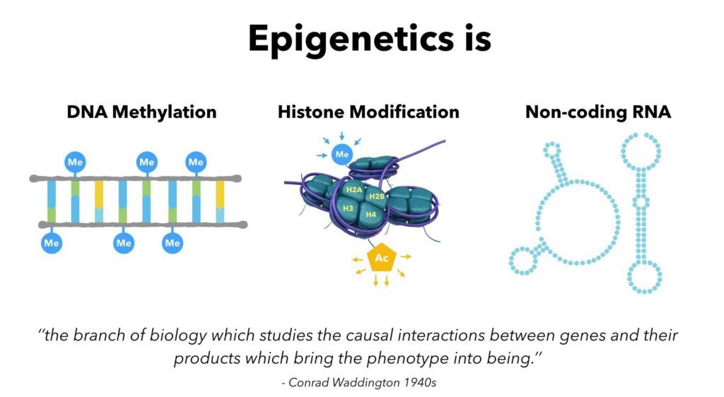 Epigenomics in Crop Breeding for Better Agriculture Tomorrow 3