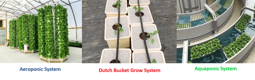 Hydroponics: A New Way of Farming 5