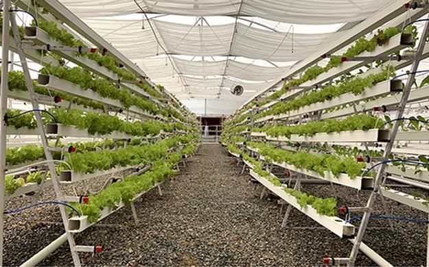 Hydroponics: A New Way of Farming 4