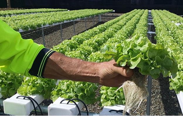 Hydroponics: A New Way of Farming 3