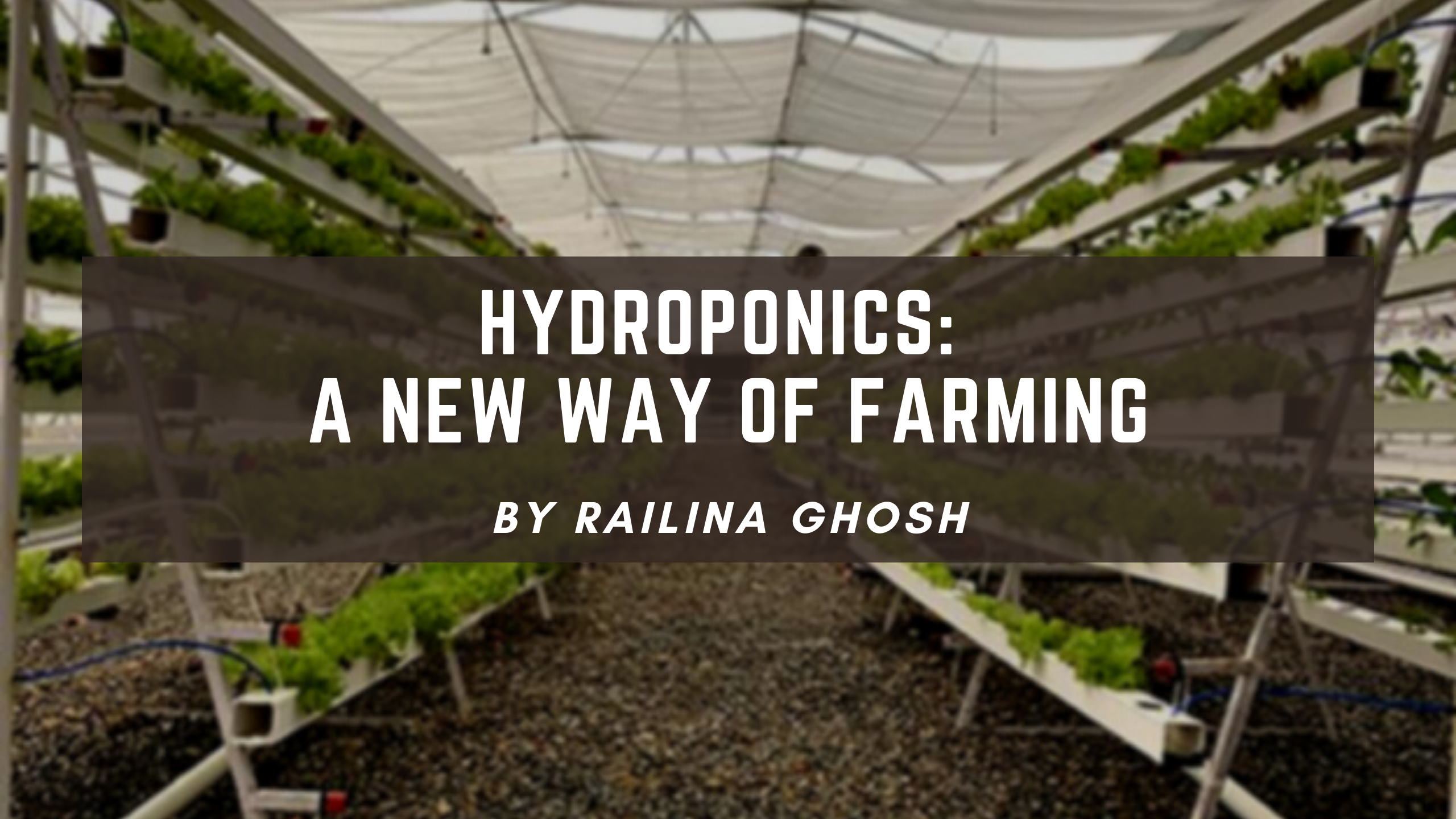 Hydroponics: A New Way of Farming 1