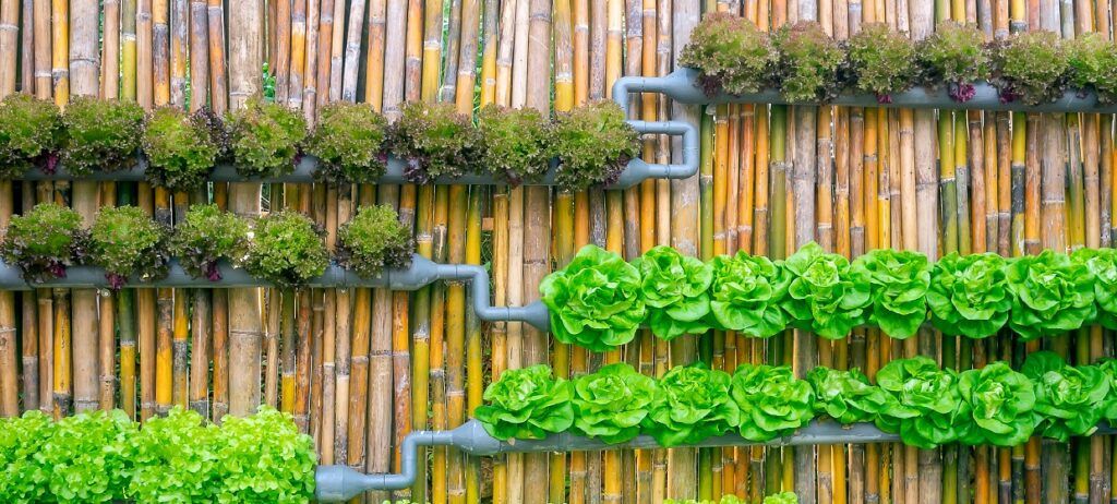 Hydroponics: A New Way of Farming 6