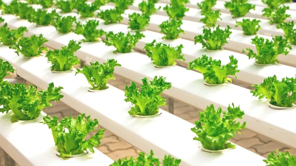 Hydroponics: A New Way of Farming 2